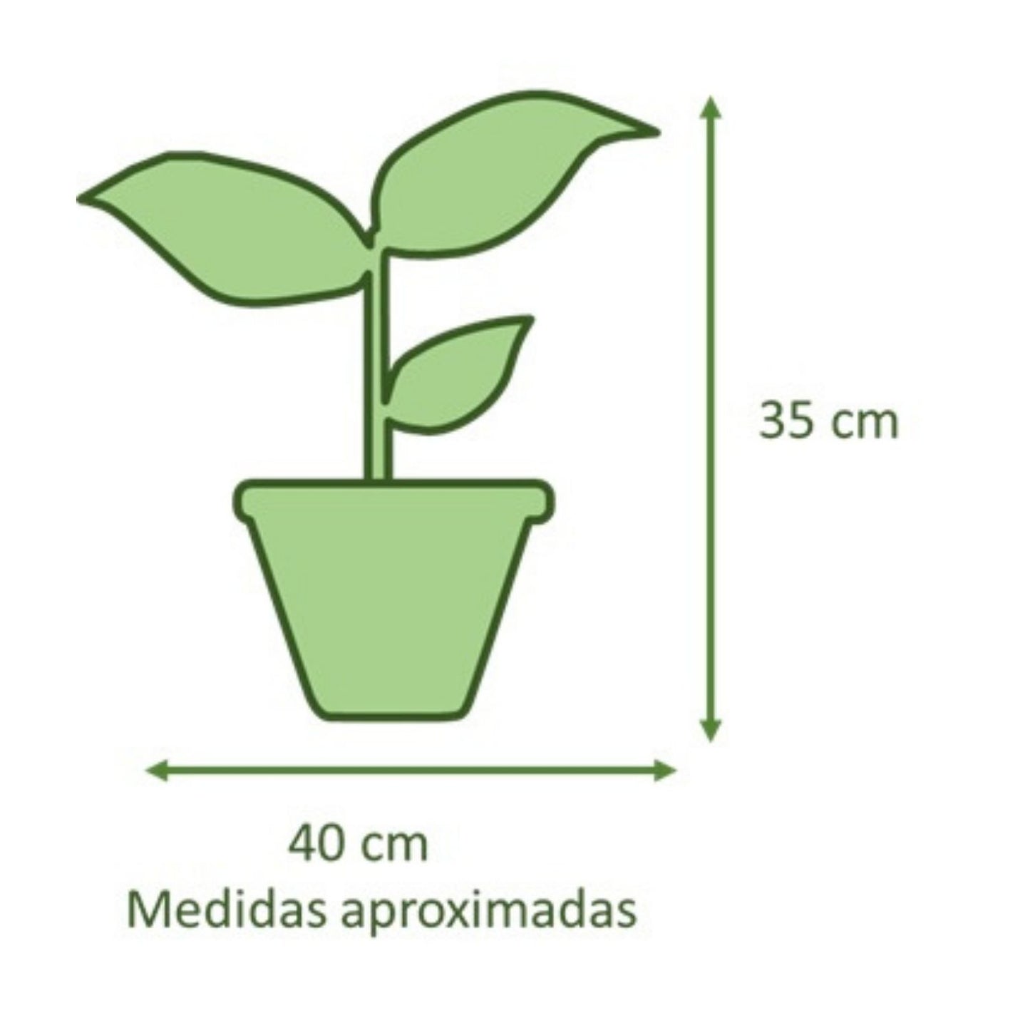 Spathiphyllum con Maceta Kony 19cm Verde