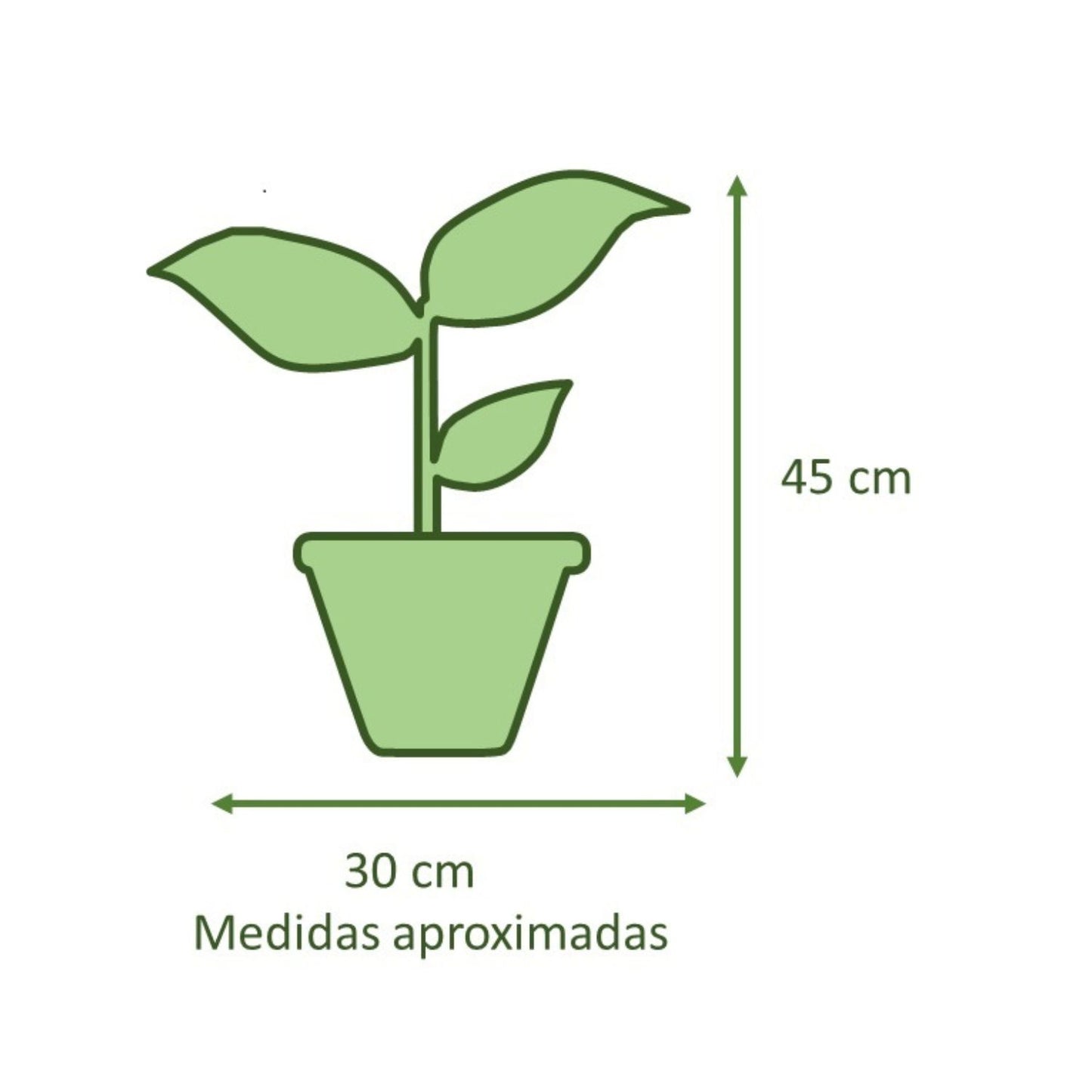 Spathiphyllum Macetero Zafiro 17cm Rosa