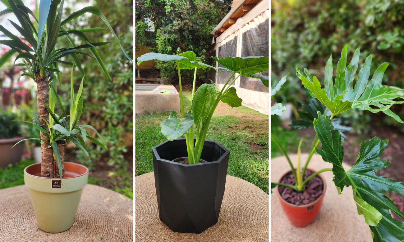 Plantas de Interior y Exterior