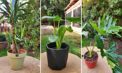 Plantas de Interior y Exterior
