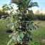 Ficus Mixto Benjamina Macetero Zafiro 24cm Negro