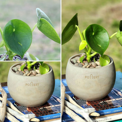 Peperomia Cucharita Macetero Cemento Cilíndrica 10cm