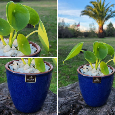 Peperomia Cucharita Macetero Zafiro 14cm Azul