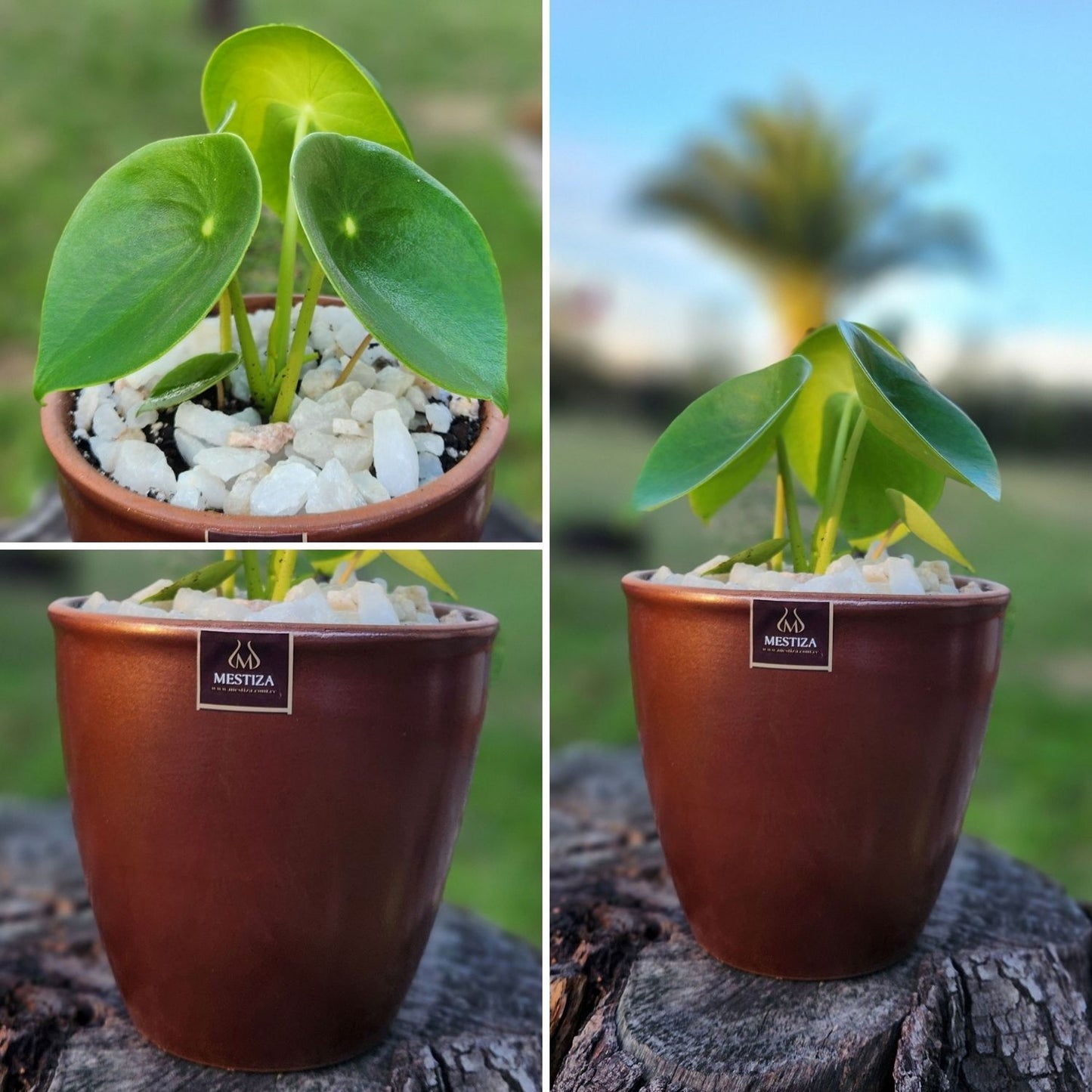 Cucharita Macetero Zafiro 14cm Cobre