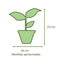 Peperomia Cucharita Macetero Zafiro 14cm Negro Reactivo