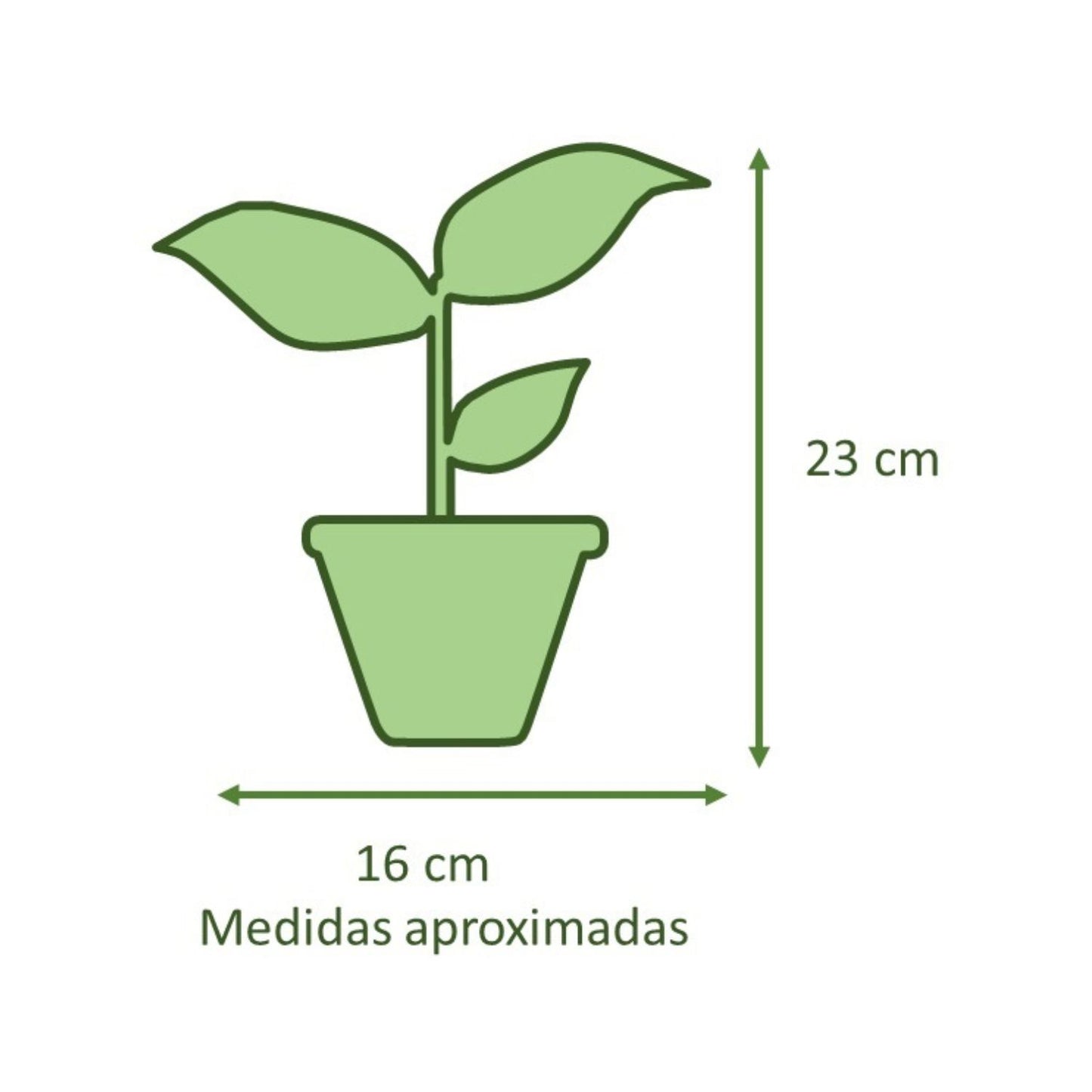 Peperomia Cucharita Macetero Zafiro 14cm Negro Reactivo