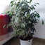 Ficus Benjamina Mixto Macetero Zaia 26 cm Blanco