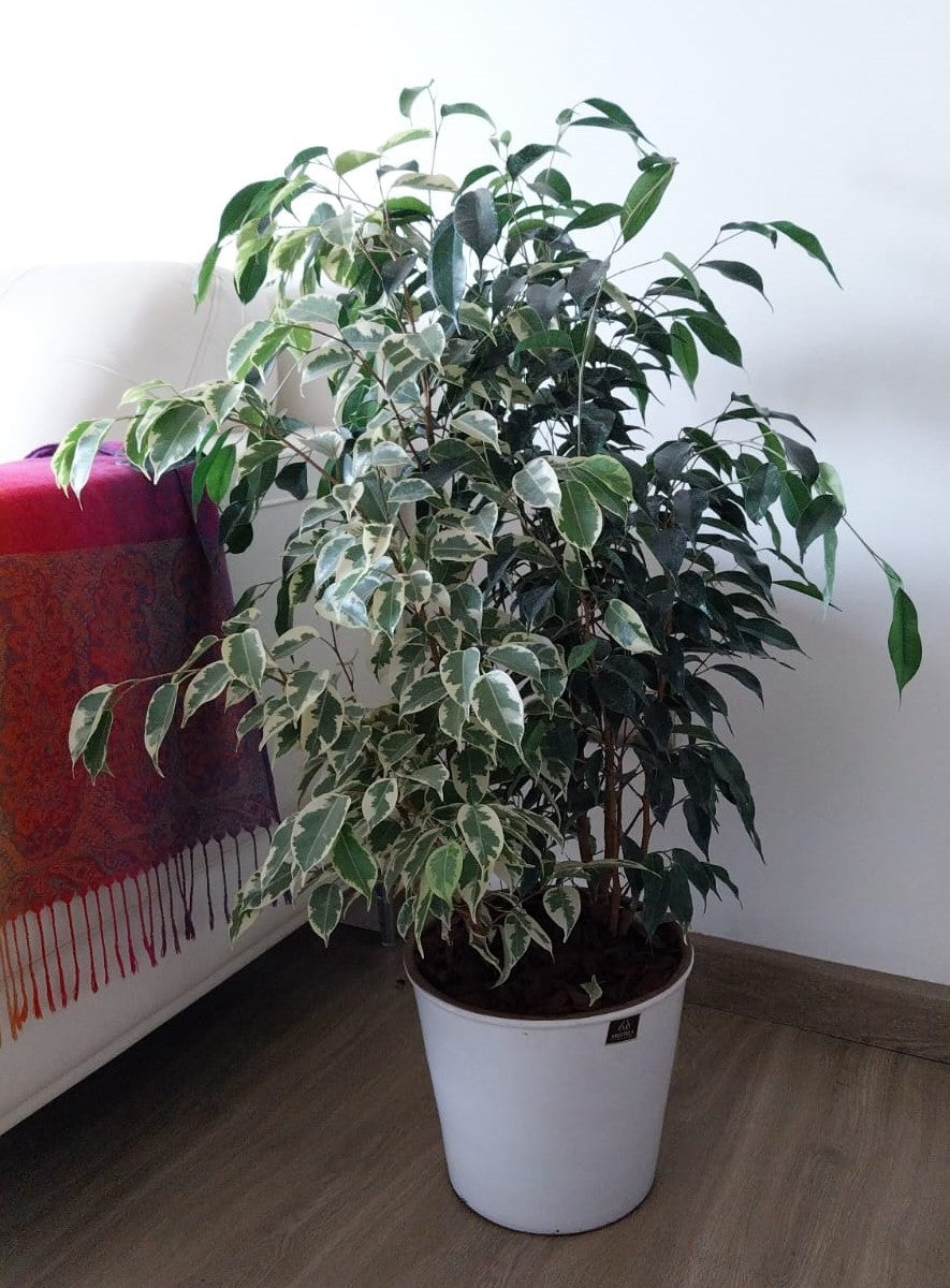 Ficus Benjamina Mixto Macetero Zaia 26 cm Blanco