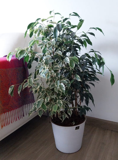 Ficus Benjamina Mixto Macetero Zaia 26 cm Blanco
