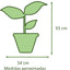 Ficus Benjamina Mixto Macetero Zaia 26 cm Blanco