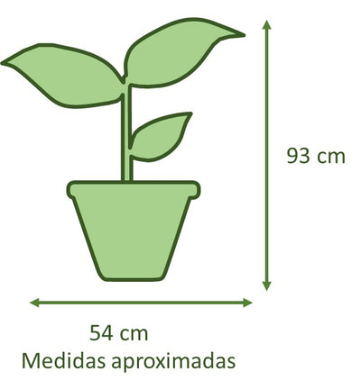 Ficus Benjamina Mixto Macetero Zaia 26 cm Blanco