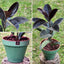 Gomero Burgundi con Maceta Kony 24cm Verde