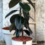 Gomero Burgundy Macetero Zafiro 24cm Blanco