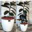 Gomero Burgundy Macetero Zafiro 24cm Blanco