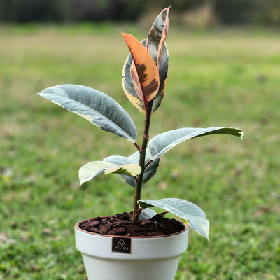 Gomero Tineke Macetero Kony 19cm Blanco