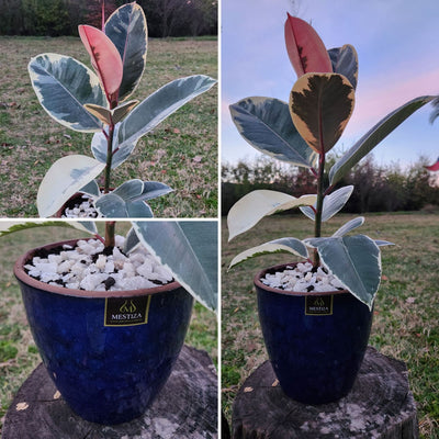 Gomero Tineke Macetero Zafiro 17cm Azul