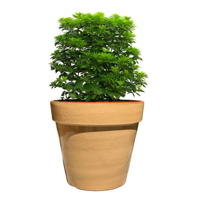 Maceta Kony 45 cms Full Cafe latte