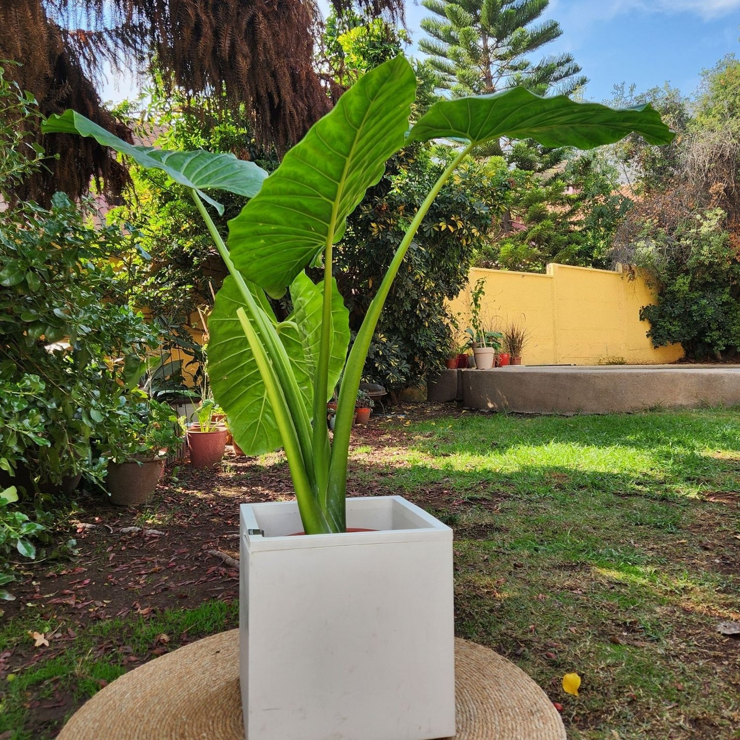 Manto De Eva con Maceta Cubo 40cm Blanco