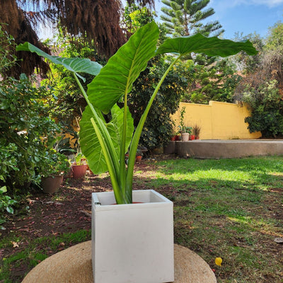 Manto De Eva con Maceta Cubo 40cm Blanco