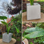 Manto De Eva con Maceta Cubo 40cm Blanco