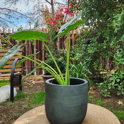 Manto De Eva con Maceta Rotomoldeado Nazca 40cm Verde