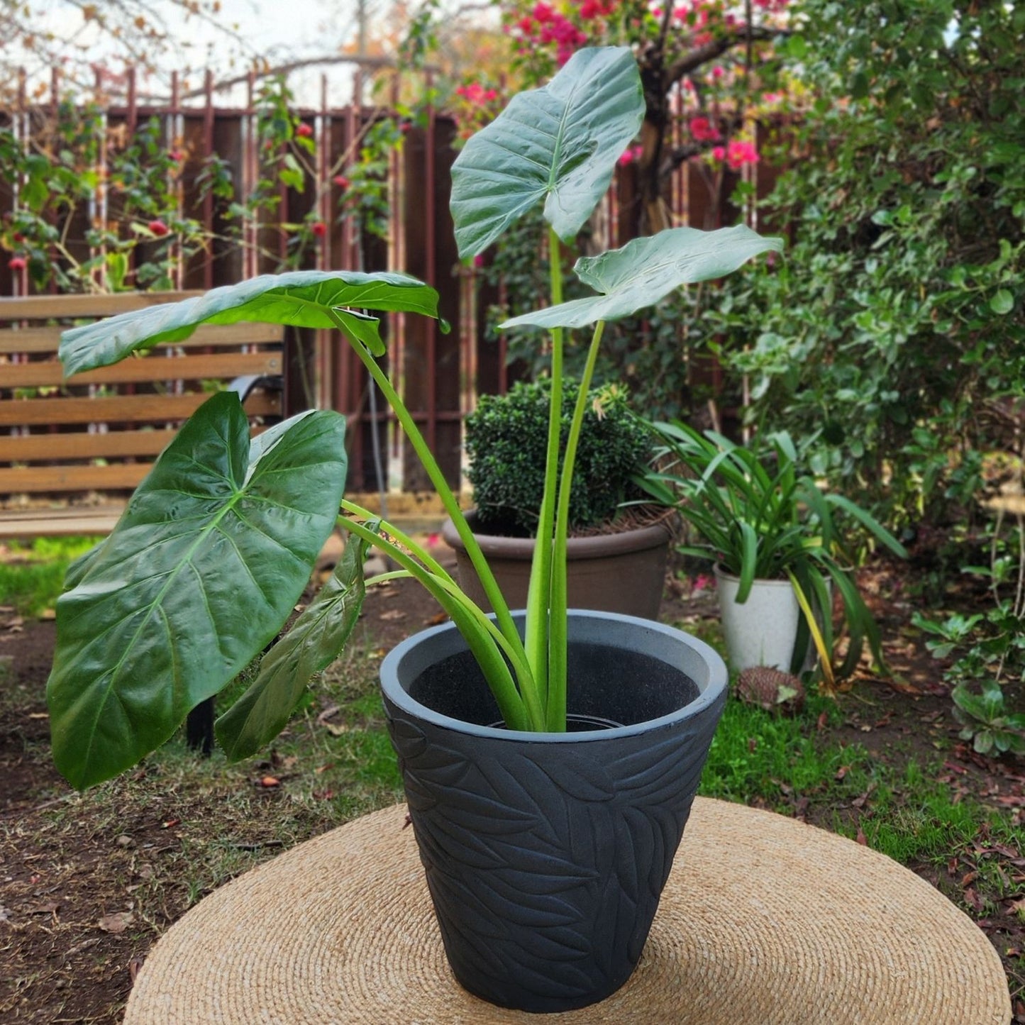 Manto De Eva Con Maceta Rotomoldeado Circca 40cm Gris