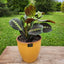 Maranta Colgante con Maceta Zafiro 17cm Mostaza