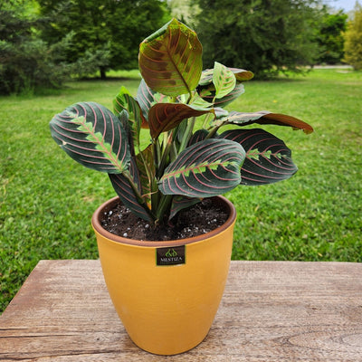 Maranta Colgante con Maceta Zafiro 17cm Mostaza