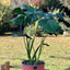 Monstera Macetero Zaia 20cm Rosa