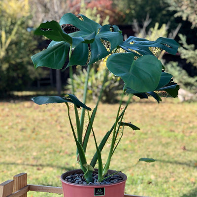 Monstera Macetero Zaia 20cm Rosa