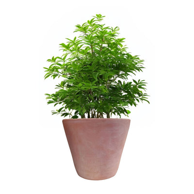 Macetero Dulce Cónico Terracota 23
