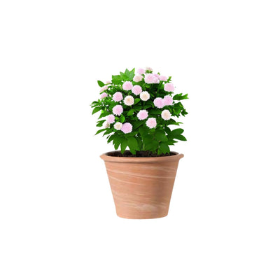 Macetero Vasum Duo Terracota 17