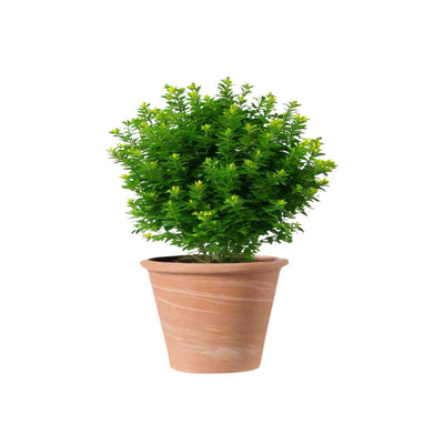 Macetero Vasum Duo Terracota 21