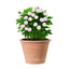 Macetero Vasum Duo Terracota 31