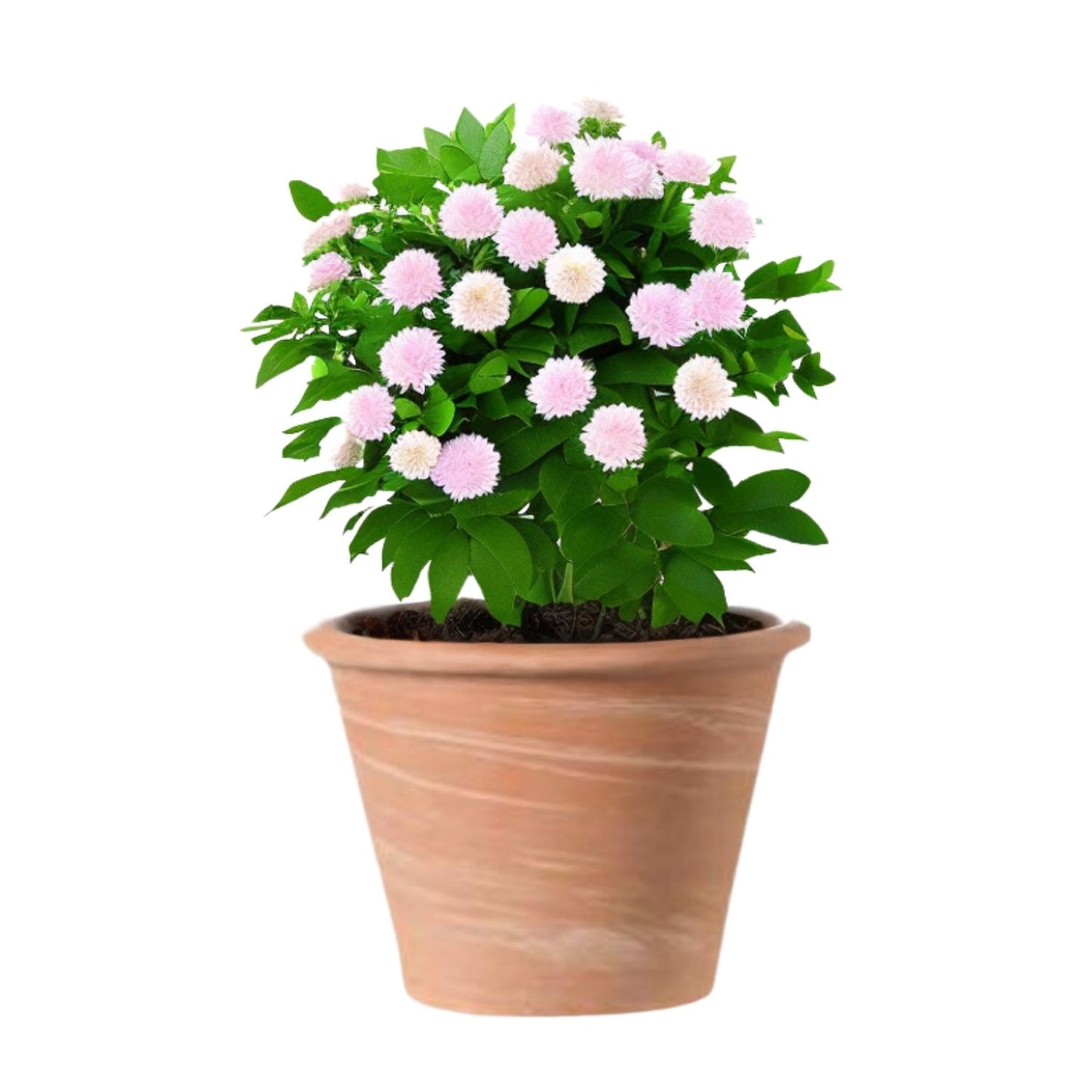 Macetero Vasum Duo Terracota 31