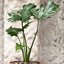 Philodendron Paraguayo Macetero Zaia 20cm Rosa