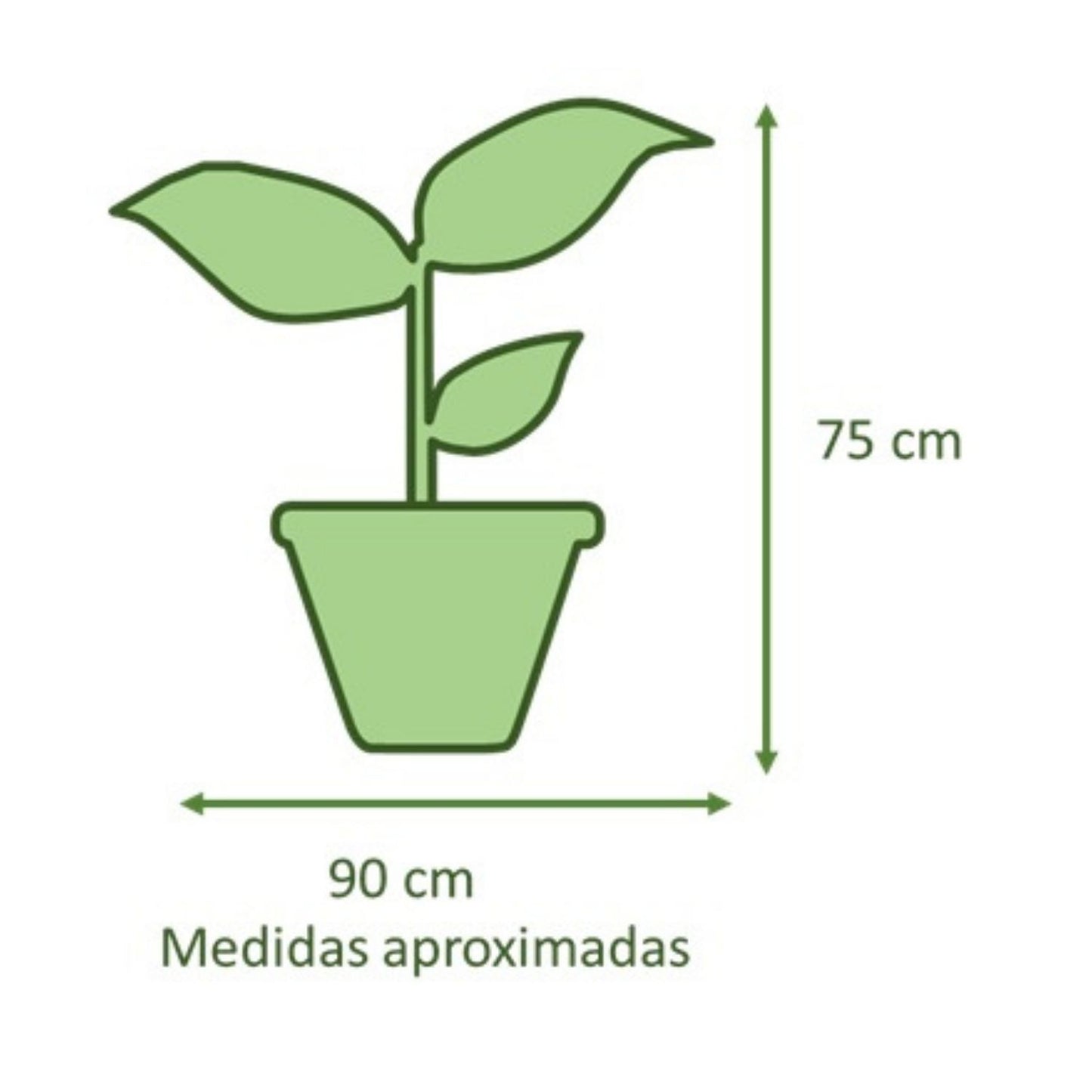 Philodendron Paraguayo con Maceta Zafiro  24cm Verde Agua