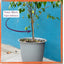 Pack 5 Tutores Plástico 80cm Negro