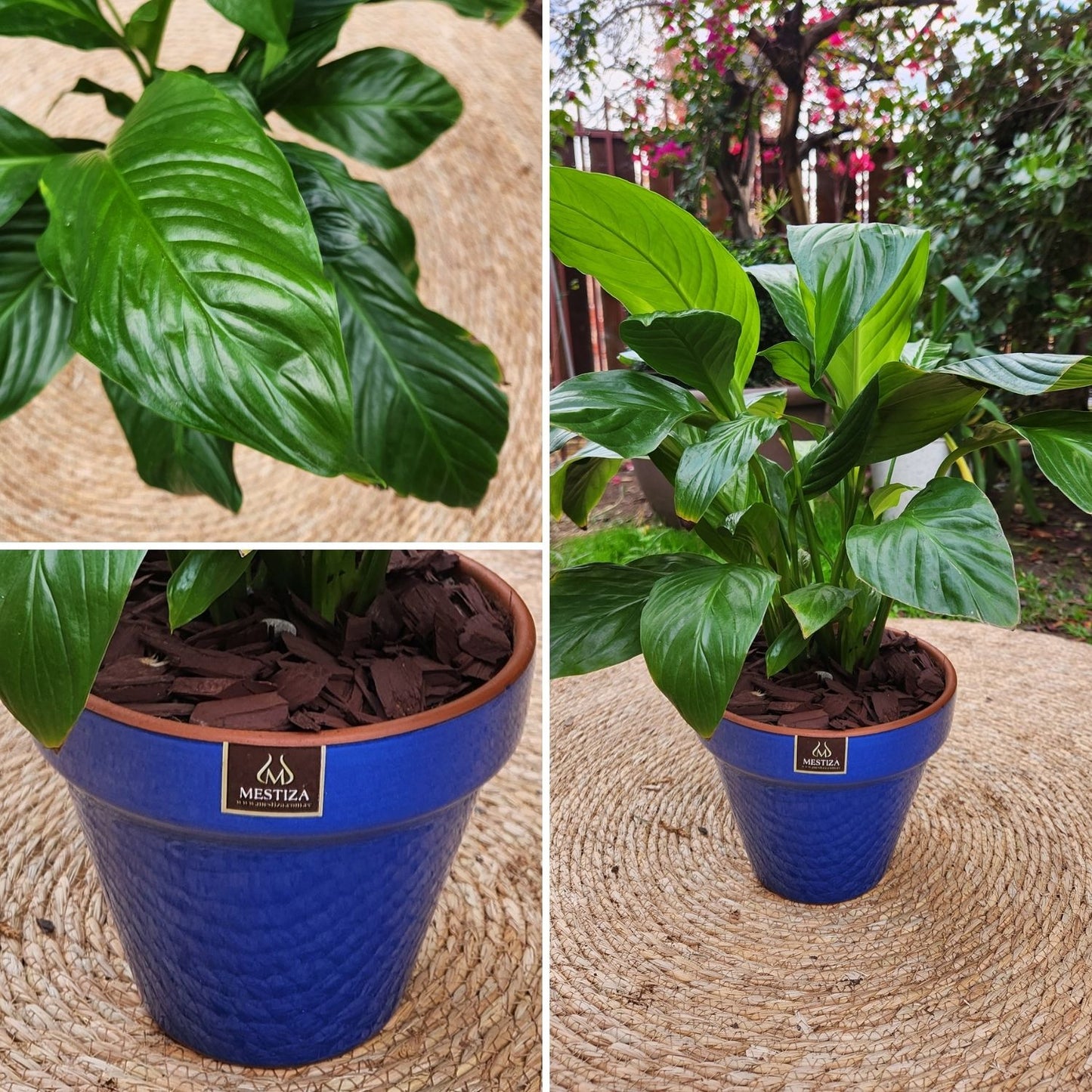 Spathiphyllum con Maceta Kony 19cm Azul