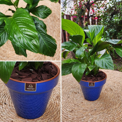 Spathiphyllum con Maceta Kony 19cm Azul
