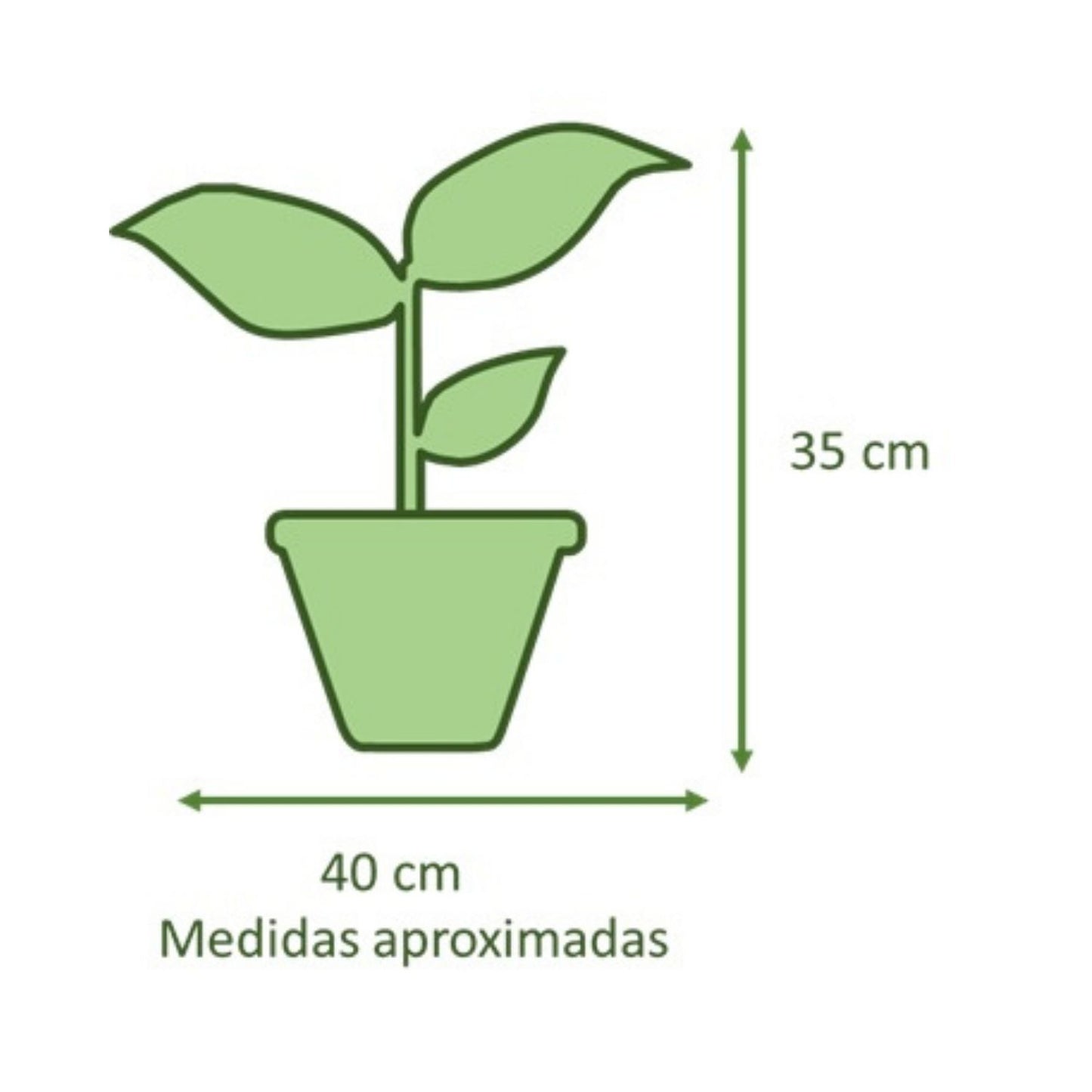 Spathiphyllum con Maceta Kony 19cm Azul