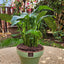 Spathiphyllum con Maceta Kony 19cm Verde