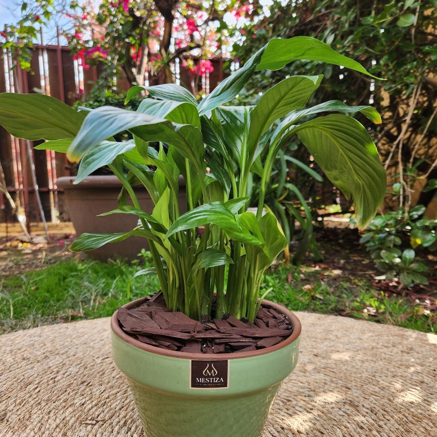 Spathiphyllum con Maceta Kony 19cm Verde