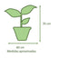 Spathiphyllum con Maceta Kony 19cm Verde