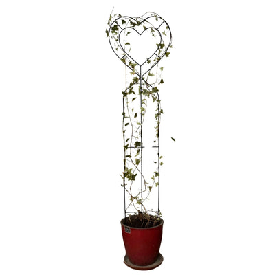 Soporte para Plantas Trepadora Corazón