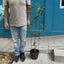 Soporte para Plantas Trepadora Corazón
