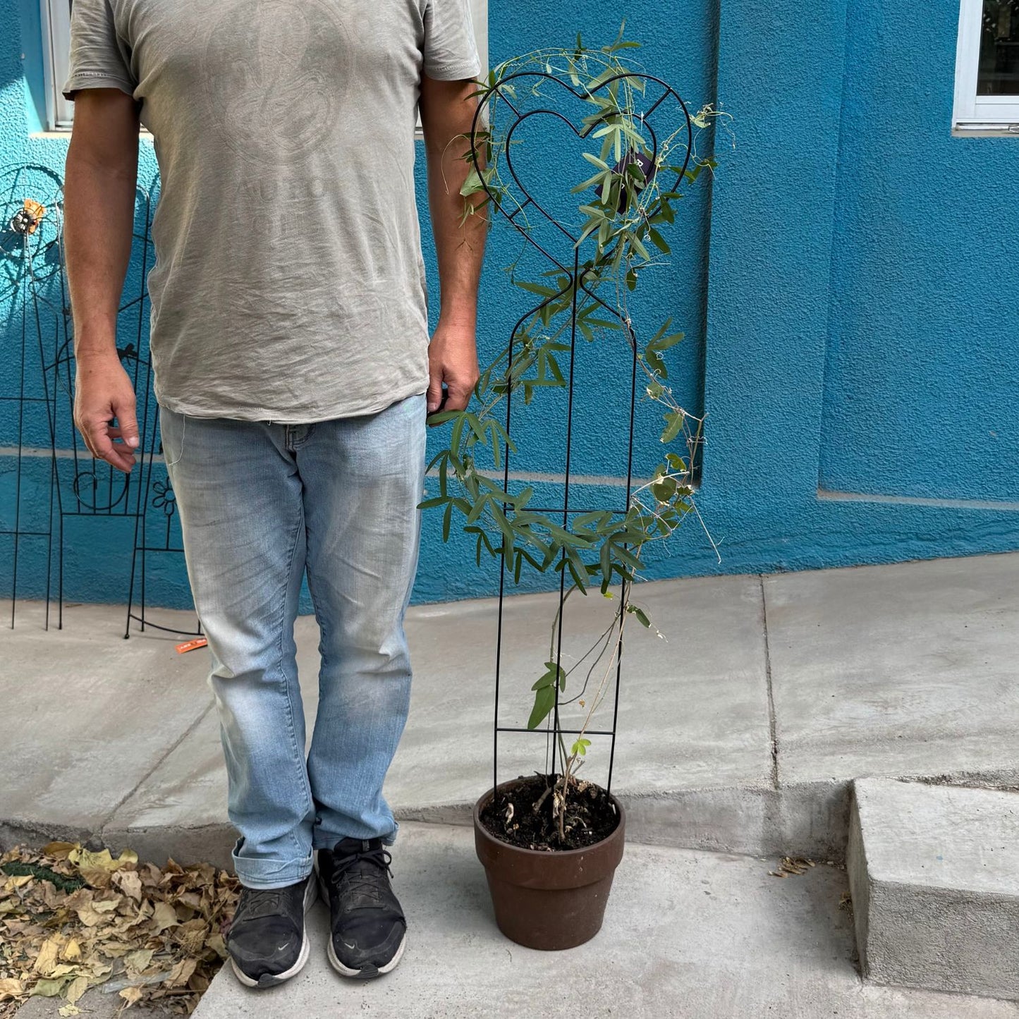 Soporte para Plantas Trepadora Corazón