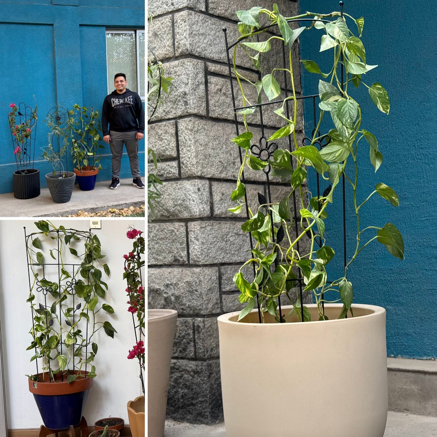 Soporte para Plantas Trepadora Flores