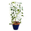 Soporte para Plantas Trepadora Flores