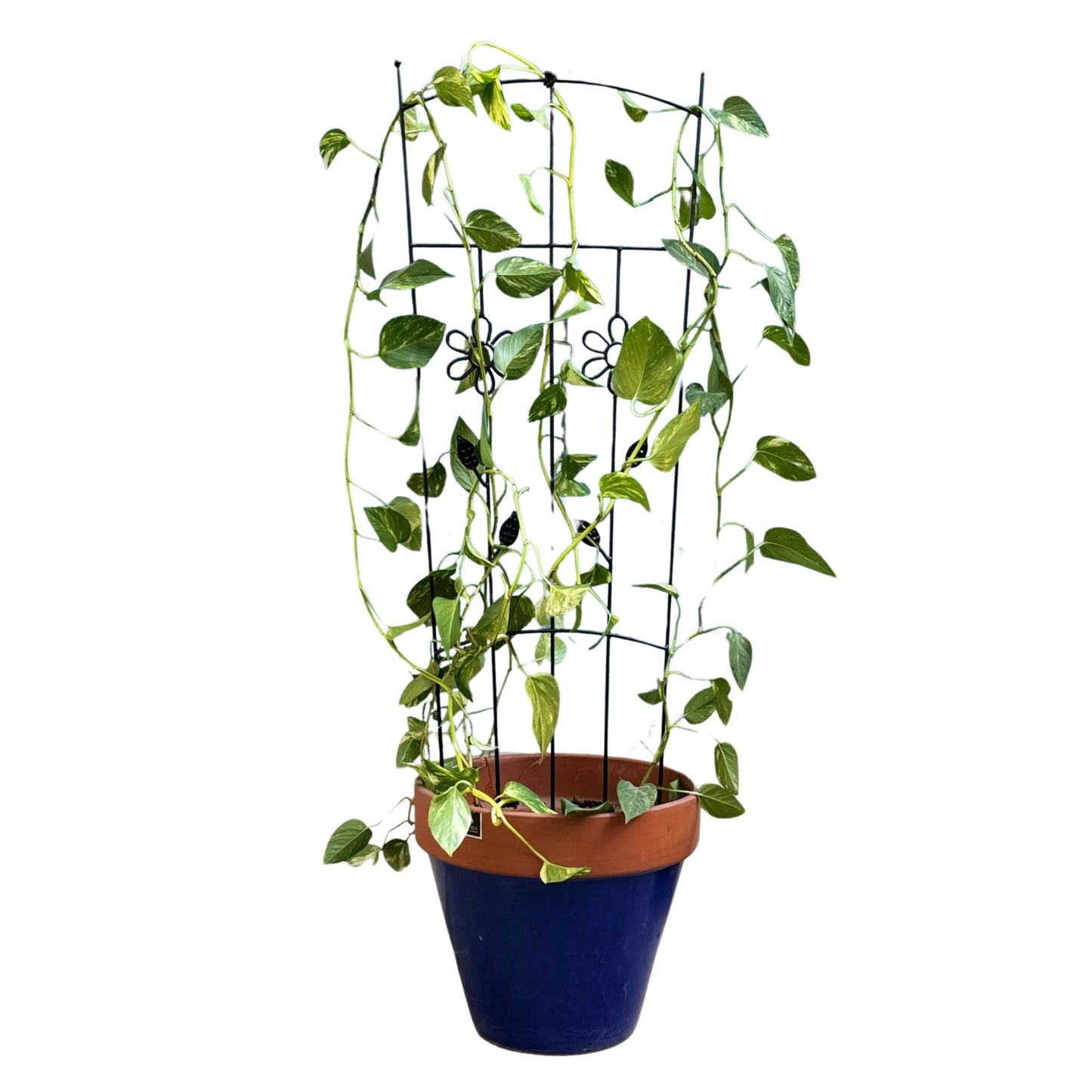 Soporte para Plantas Trepadora Flores